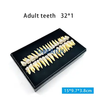 Dětské Zuby Dospělých Zubů Plnou Ústa Modelu Zubu Zubní Ústní Monochromatický Stálý Zub Model s Root Simulovaného Modelu Zubu