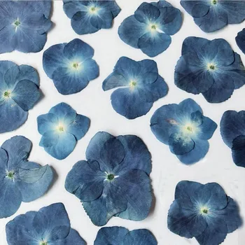 60pcs Lisované Modrá Řada Sušené Hortenzie Velkolistá Květ Rostlin, Herbář Pro Šperky Telefon Případ Záložka Dělat DIY