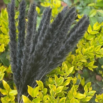 Přírodní Sušené Phragmites Květiny Artificiales Para Pampas Tráva Pro Plantsgarden Venkovní Domácí Obývací Pokoj Svatební Dekorace
