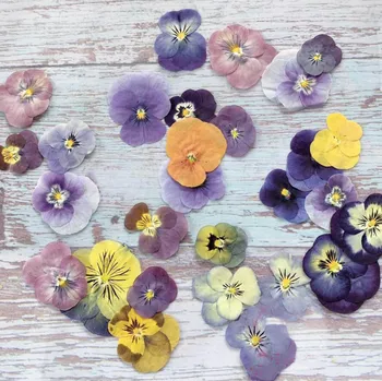 120pcs Lisované Sušené Viola Tricolor L. Květ Herbář Pro Nail Art Make-Up, Šperky Záložku Telefon Případě, Pozvánka DIY